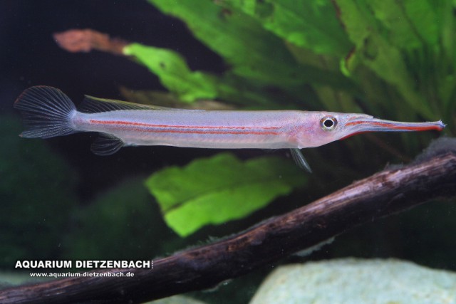 Hemirhamphodon cf. kapuasensis - Redline Halbschnäbler