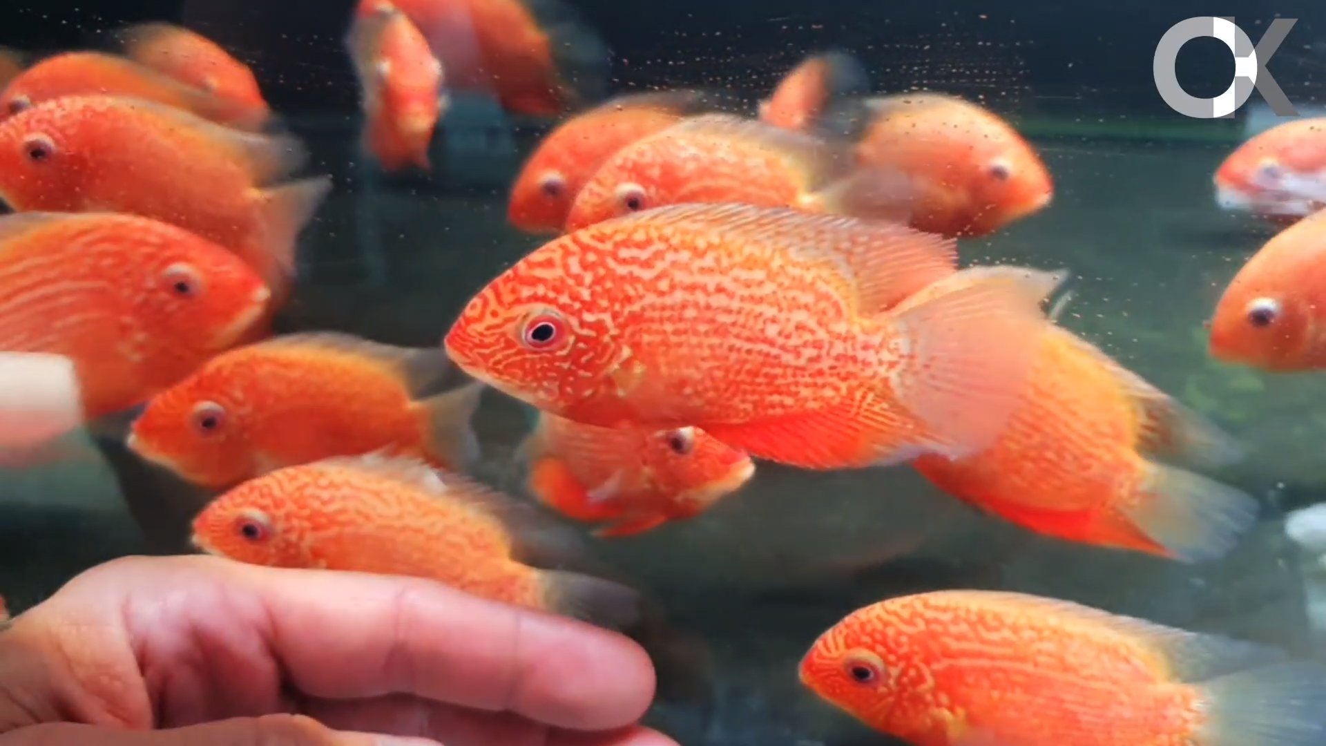 Cichlasoma severum  - "Red spot fire red"