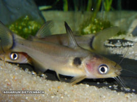 Horabagrus brachysoma - Gold spot catfisch