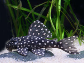 Hypancistrus inspector - L201