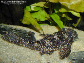 Hypancistrus spec. - Stardust