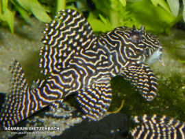 Hypancistrus spec. L260 - Queen Arabesque