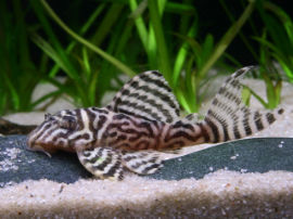 Hypancistrus spec. L333