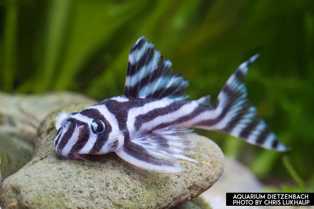 Hypancistrus zebra - L 46