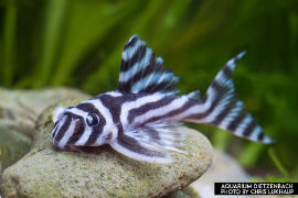 Hypancistrus zebra - L 46
