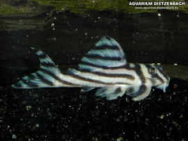 Hypancistrus zebra - Zebrawelse