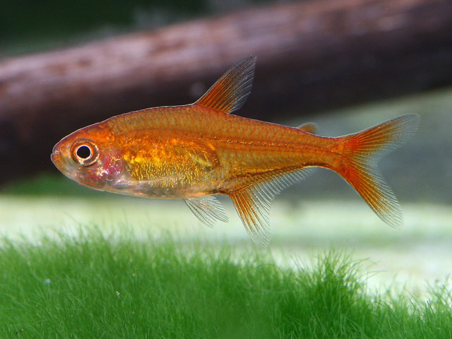 Hyphessobrycon amandae - Glühkohlen-Salmler