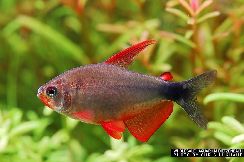 Hyphessobrycon peugeoti - Peugeot Tetra