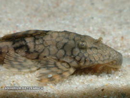 Hypostomus spec. L37a - Netzmuster-Schilderwels