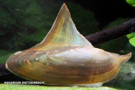 Hyriopsis bialatus - Haifischflossen Muschel