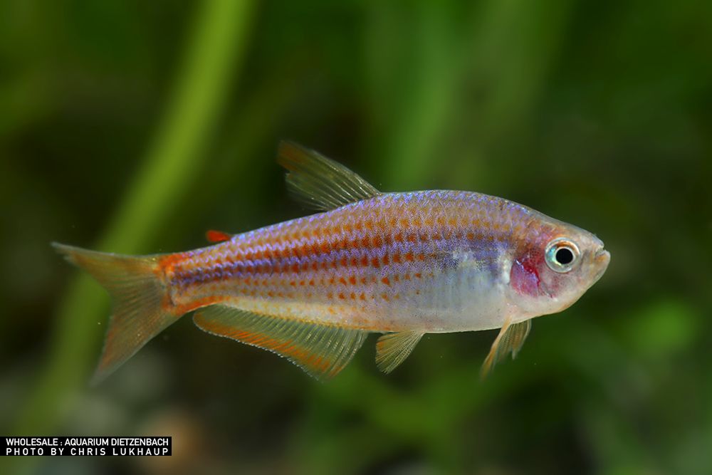 Inpaichthys parauapiranga - Scratched Inpa Tetra