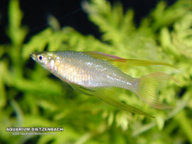 Iriatherina werneri - Prachtregenbogenfisch