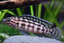 Julidochromis marlierei - burundi