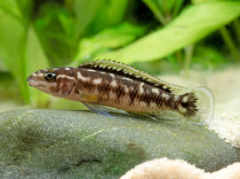 Julidochromis transcriptus - sambia