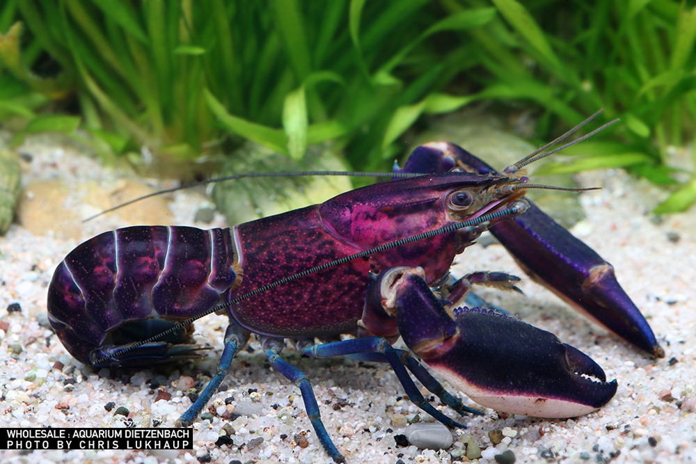 Cherax sp. - "blue purple Amenthyst Flusskrebs"