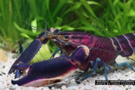 Cherax sp- - "blue purple Amenthyst Flusskrebs"