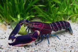 Cherax sp. - "blue purple Amenthyst Flusskrebs"