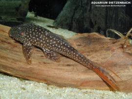 Lasiancistrus spec. - Panzerwels
