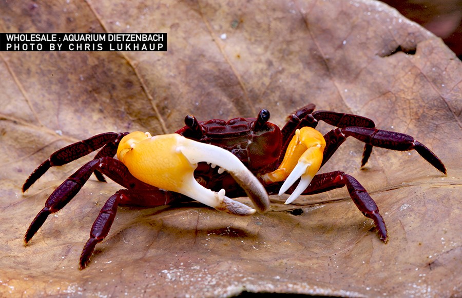 Lepidothelphusa spec. - Vampir Krabbe "Orange Arm"