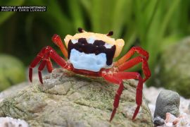 Lepidothelphusa menneri - Tricolor Panda Borneo Krabbe