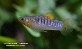 Limia tridens - Tiburon Limia
