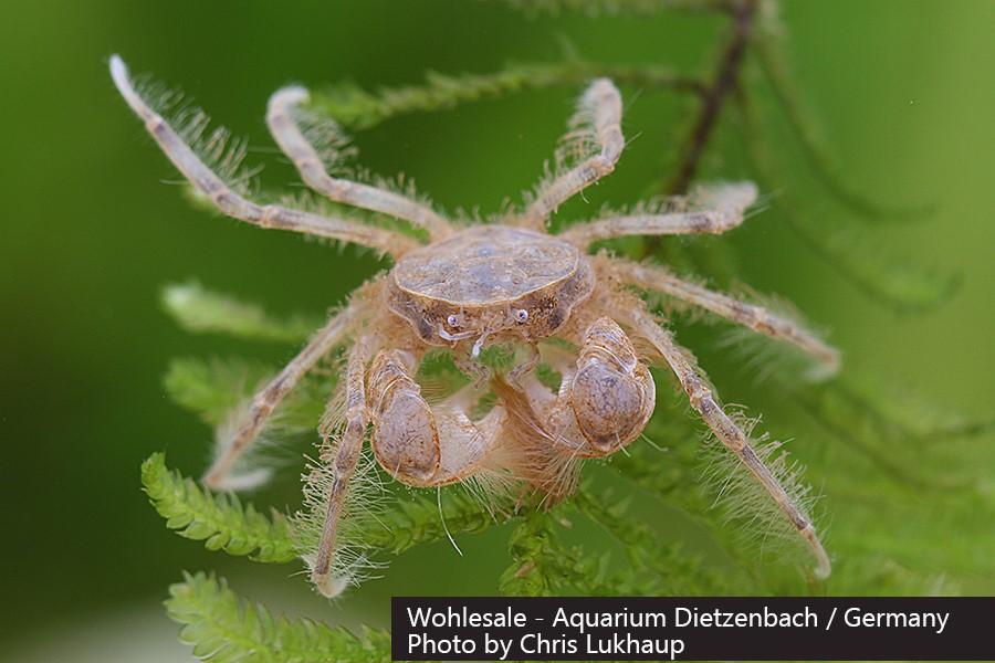 Limnopilos naiyanetri - Microspider Krabbe