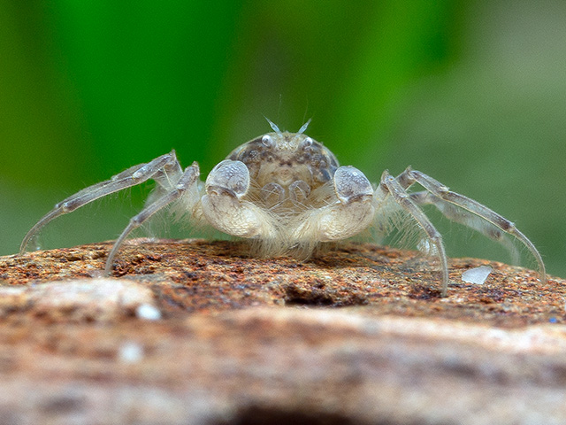 Limnopilos naiyanetri - Thai Micro Crab