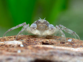 Limnopilos naiyanetri - Microspider Krabbe