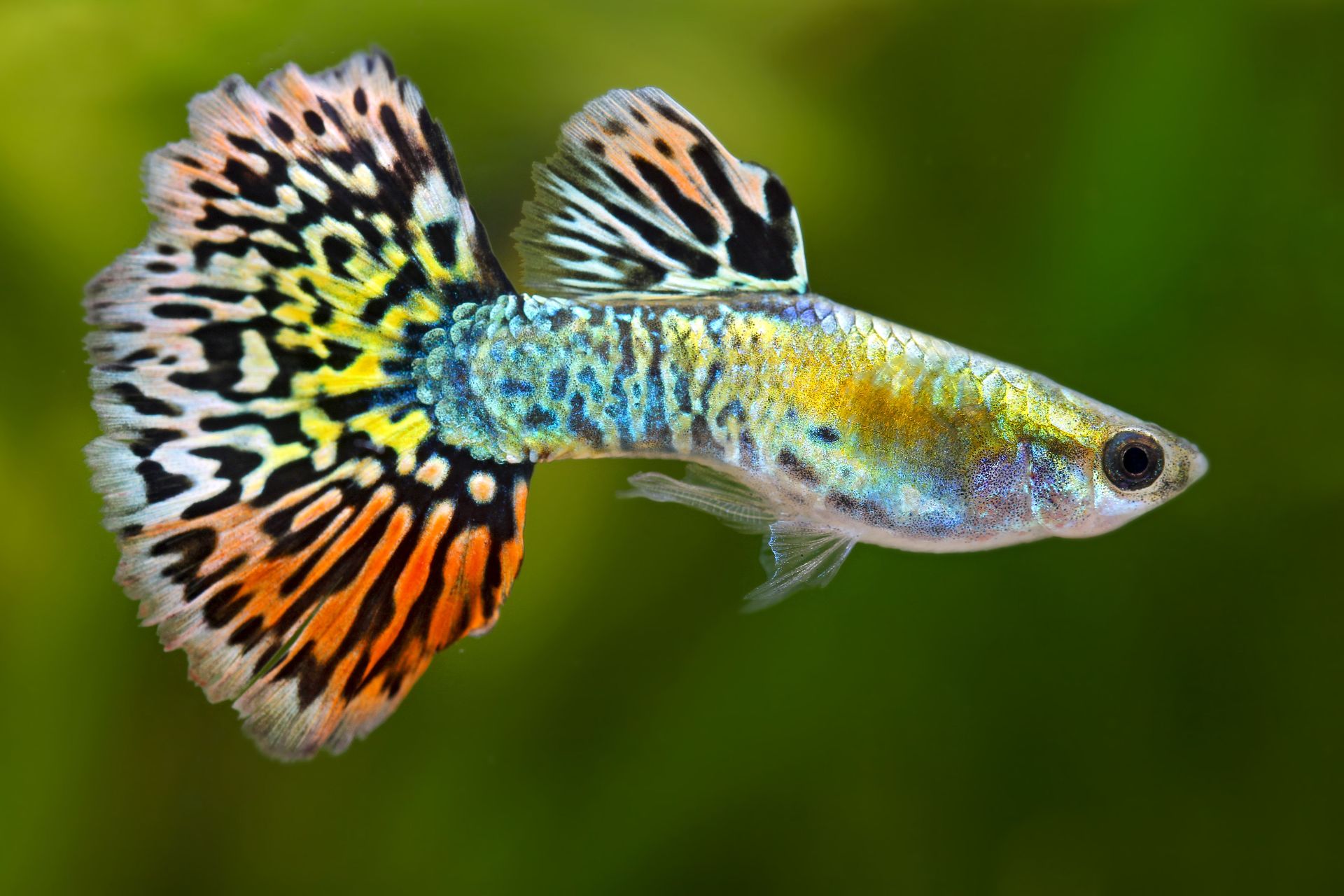 Poecilia reticulata - Guppy "Luminous Leopardtail"