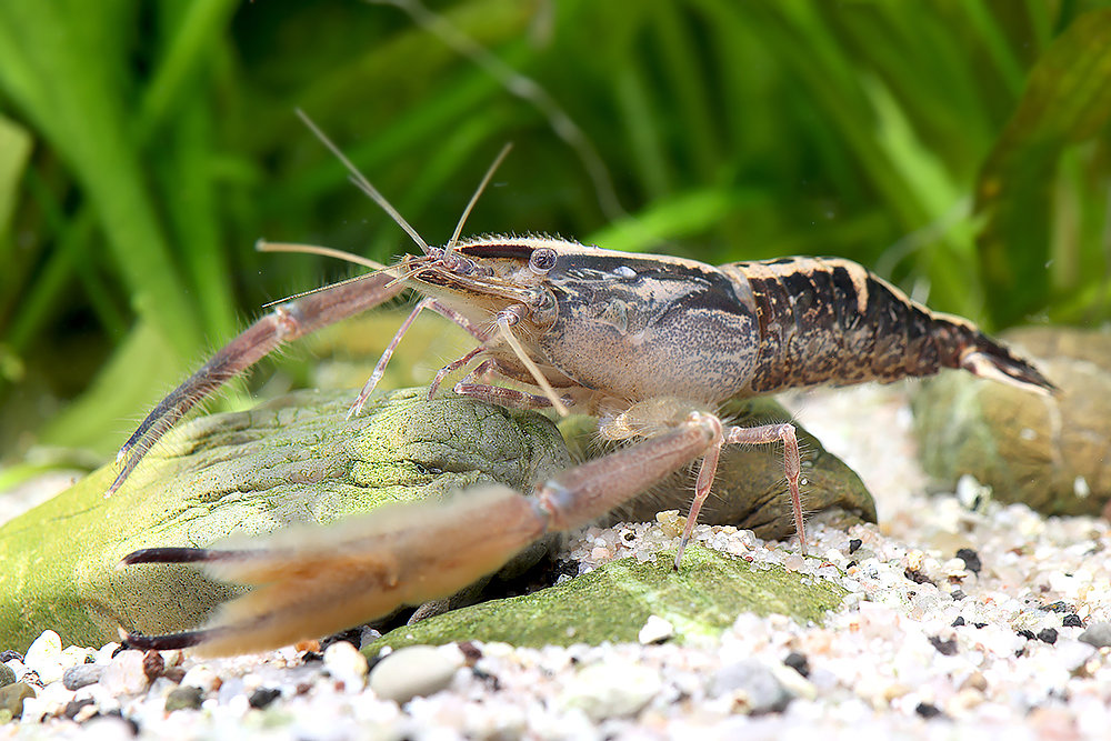 Macrobrachium scabriculum - Scherengarnele "Chamäleon"