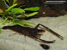 Macrobrachium assamense - Ringelhandgarnele