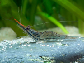 Macrobrachium cf. rosenbergii - Blaue Riesenhandgarnele
