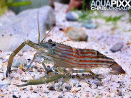 Macrobrachium gracilirostre - redstripe Großarmgarnele