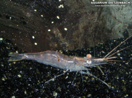 Macrobrachium spec. - Riesenschwebe Glasgarnele