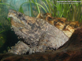 Macroclemys temminckii
