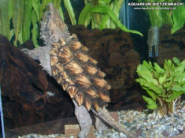 Macroclemys temminckii