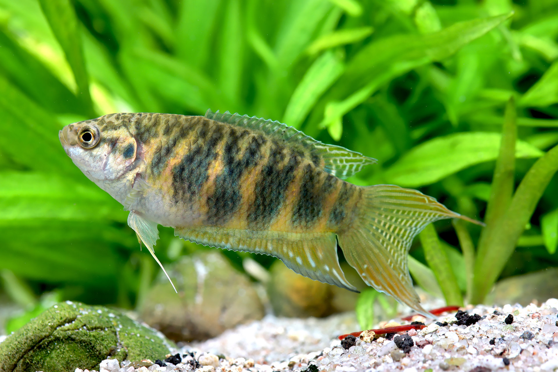 Macropodus opercularis  - Paradiesfisch "Hainan"