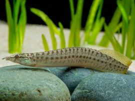Mastacambelus pancalus - Gelber Stachelaal
