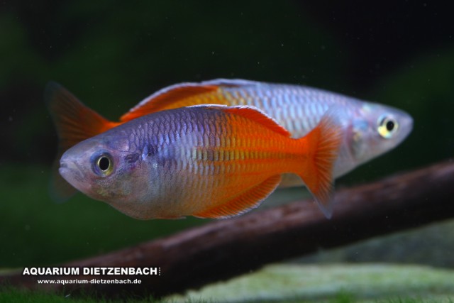 Melanotaenia boesemani Melanotaenia boesemani