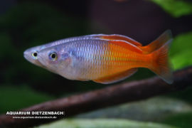 Melanotaenia boesemani - Boesemans Regenbogenfisch rot
