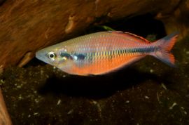 Melanotaenia klasioensis - Bild 1