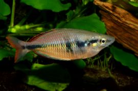 Melanotaenia klasioensis - Bild 4