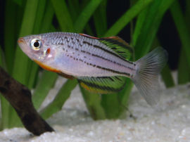 Melanotaenia maccullochi - Zwergregenbogenfisch Skull Creek