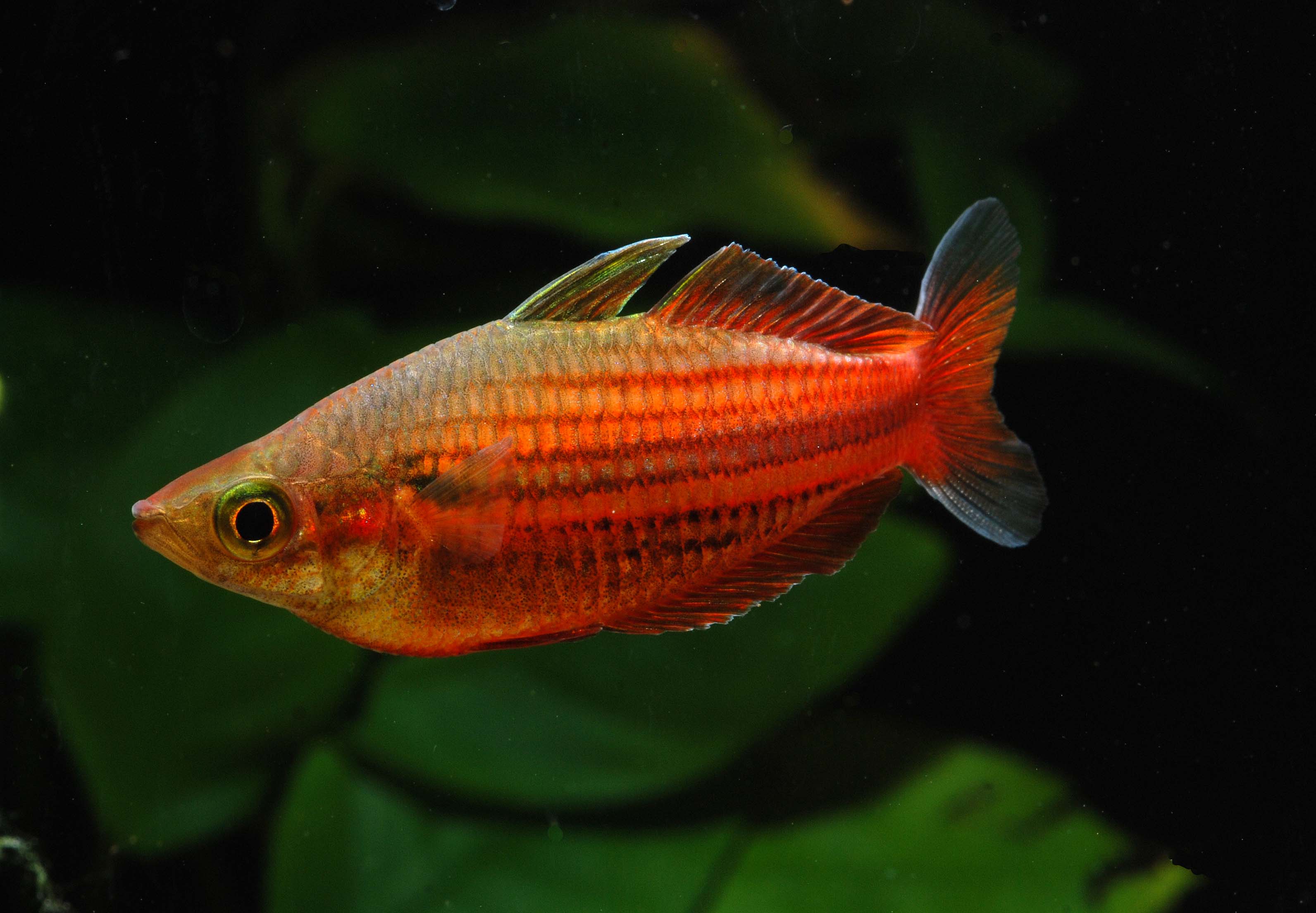 Melanotaenia ogilbyi