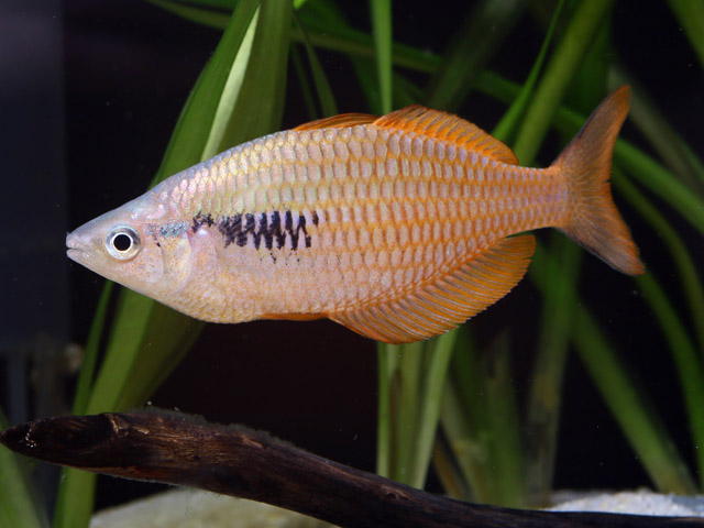 Melanotaenia parva - Lake Kurumoi Regenbogenfisch