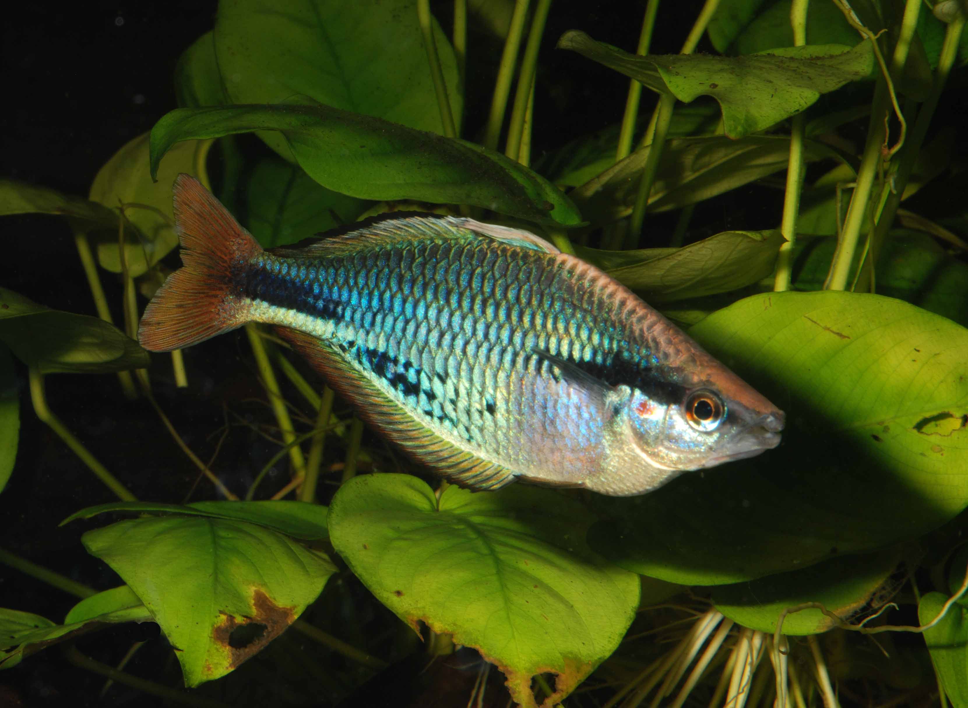 Melanotaenia picta