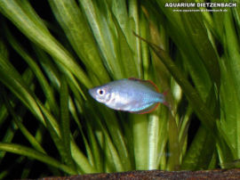 Melanotaenia praeco