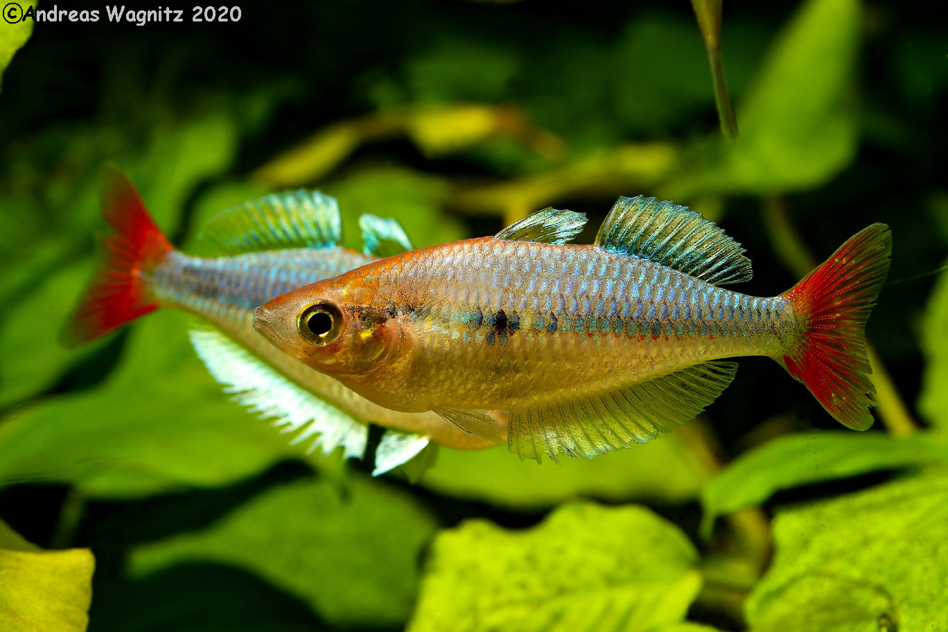 Melanotaenia sp. - "Kali Tawa" Regenbogenfisch