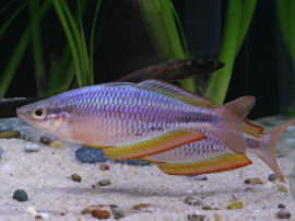 Melanotaenia spec. - Aru II