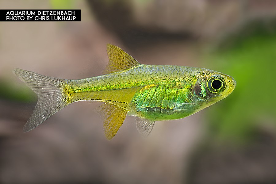Microdevario kubotai - Smaragd Zwergrasbora